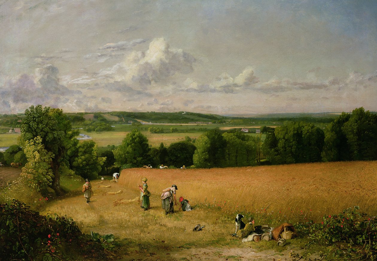 Pšeničné pole od John Constable