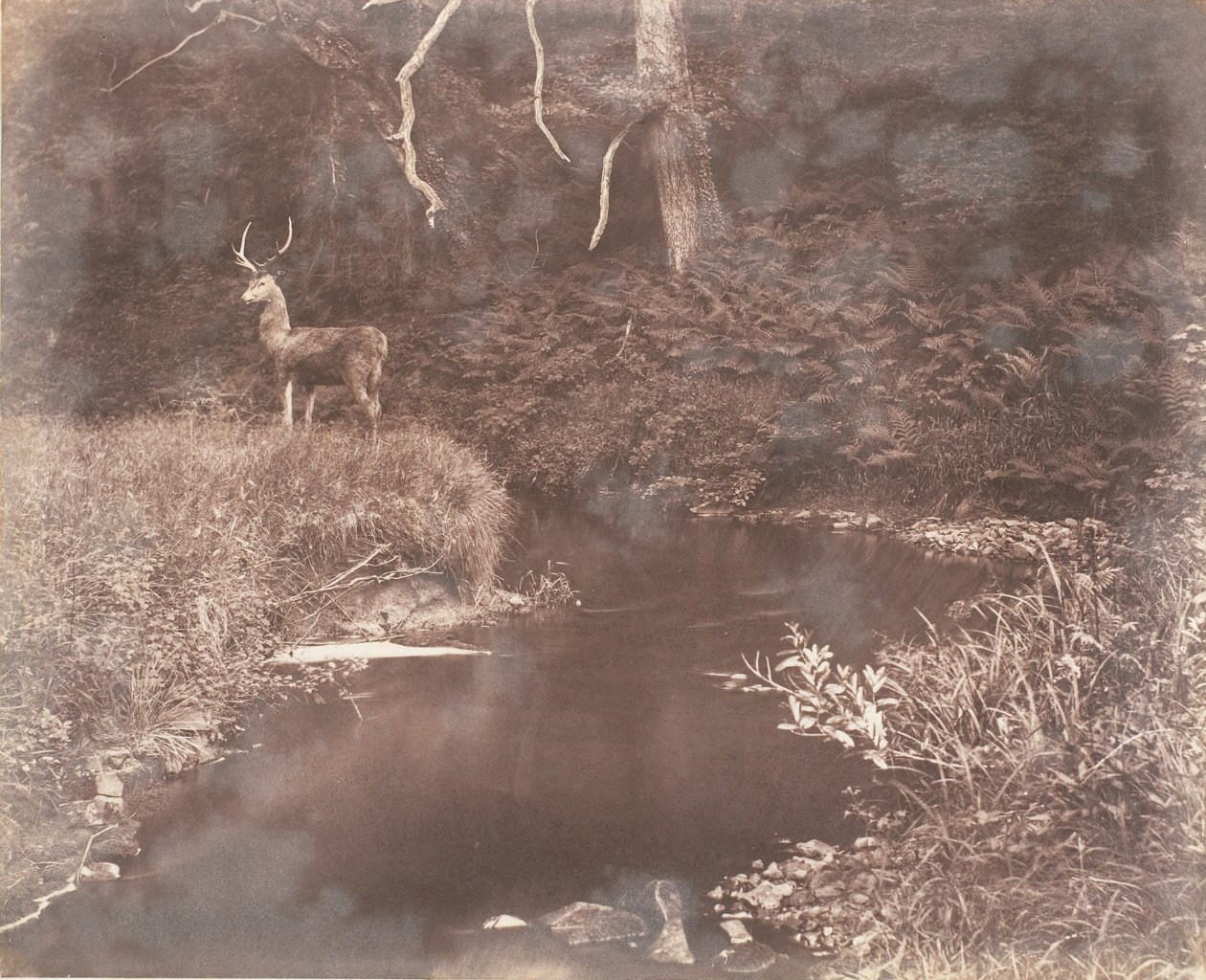 Lewitha, 1853-56. od John Dillwyn Llewelyn