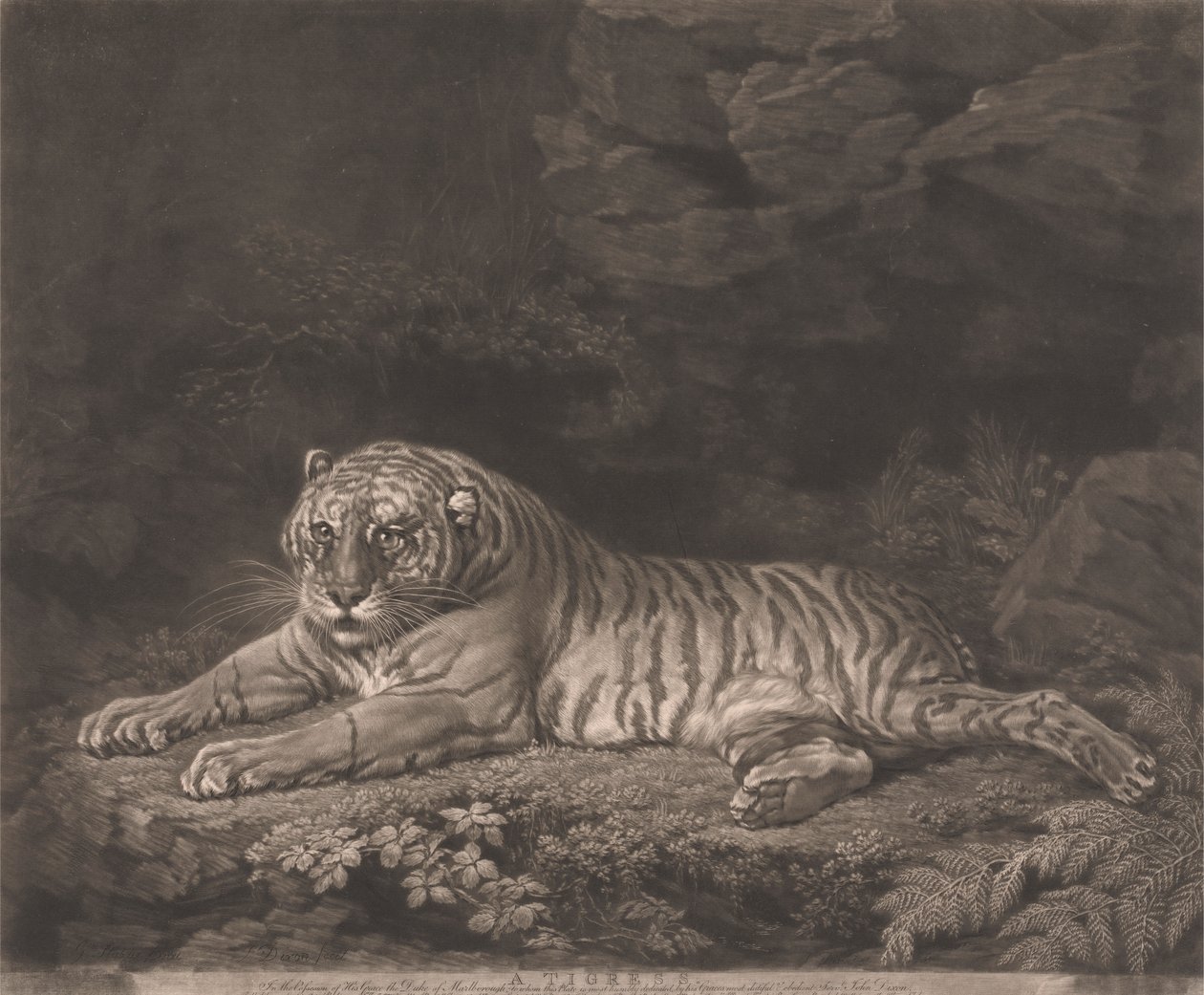 Tigress od John Dixon