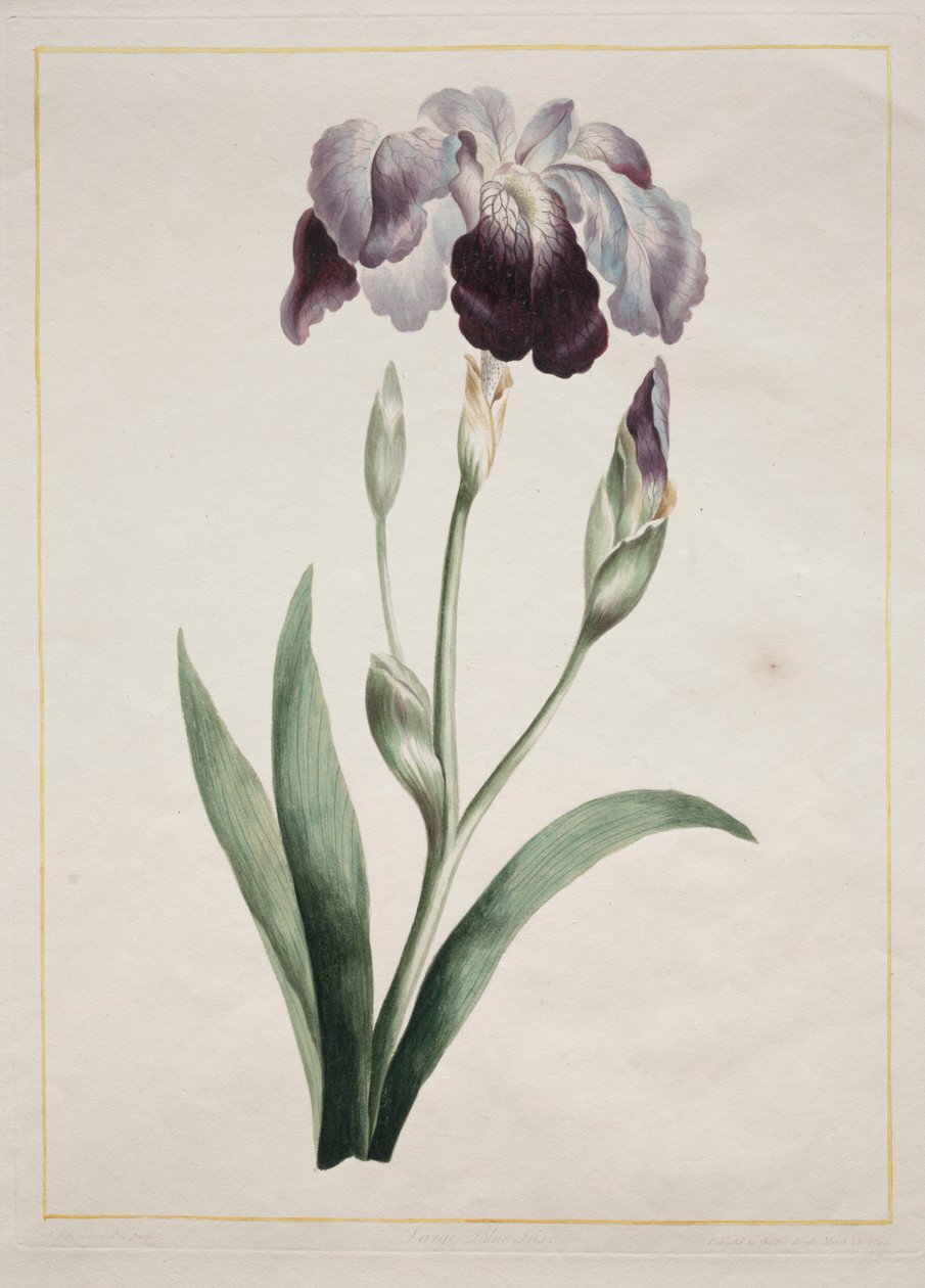 Japonský kosatec Velký modrý kosatec, 1801. od John Edwards