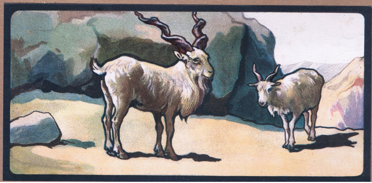 Markhor (koza) od John Edwin Noble