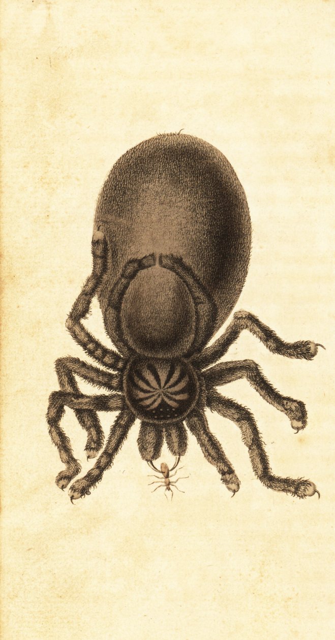 Sklípkan růžovitý, Avicularia avicularia. ,1800 (rytina) od John Gabriel Stedman