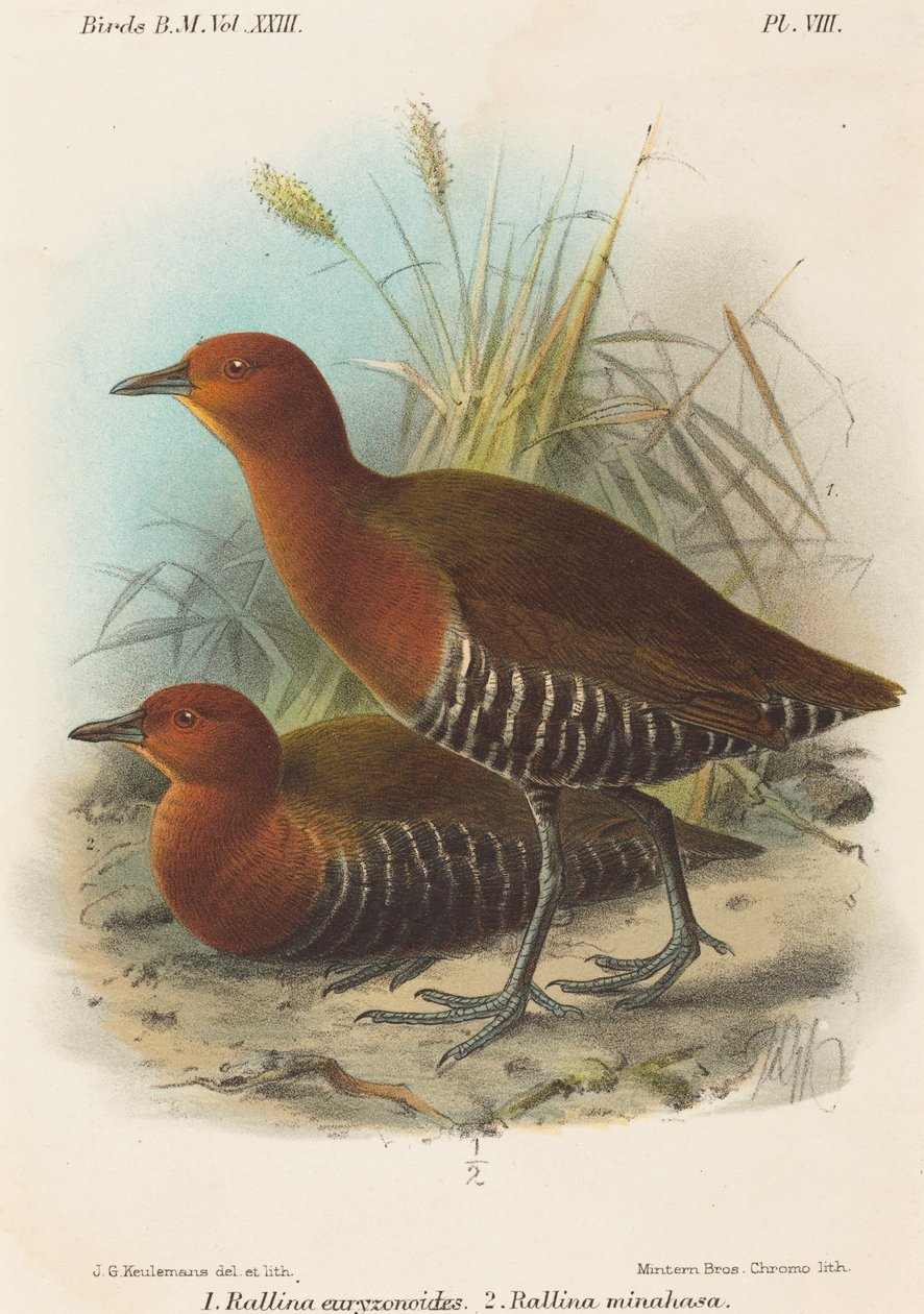 Ptáci z Filipín od John Gerrard Keulemans