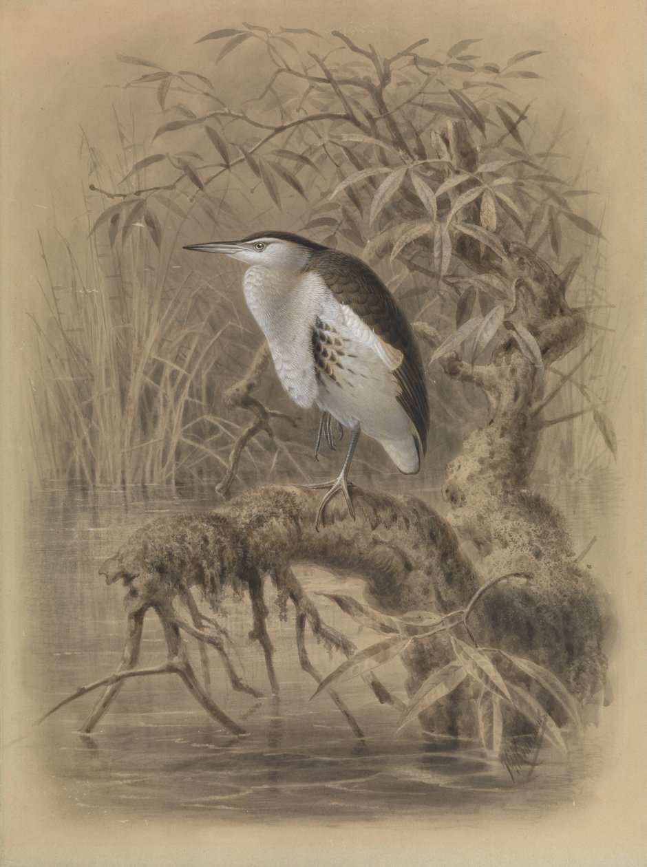 Malý hořčák, Ixobrychus minutus od John Gerrard Keulemans