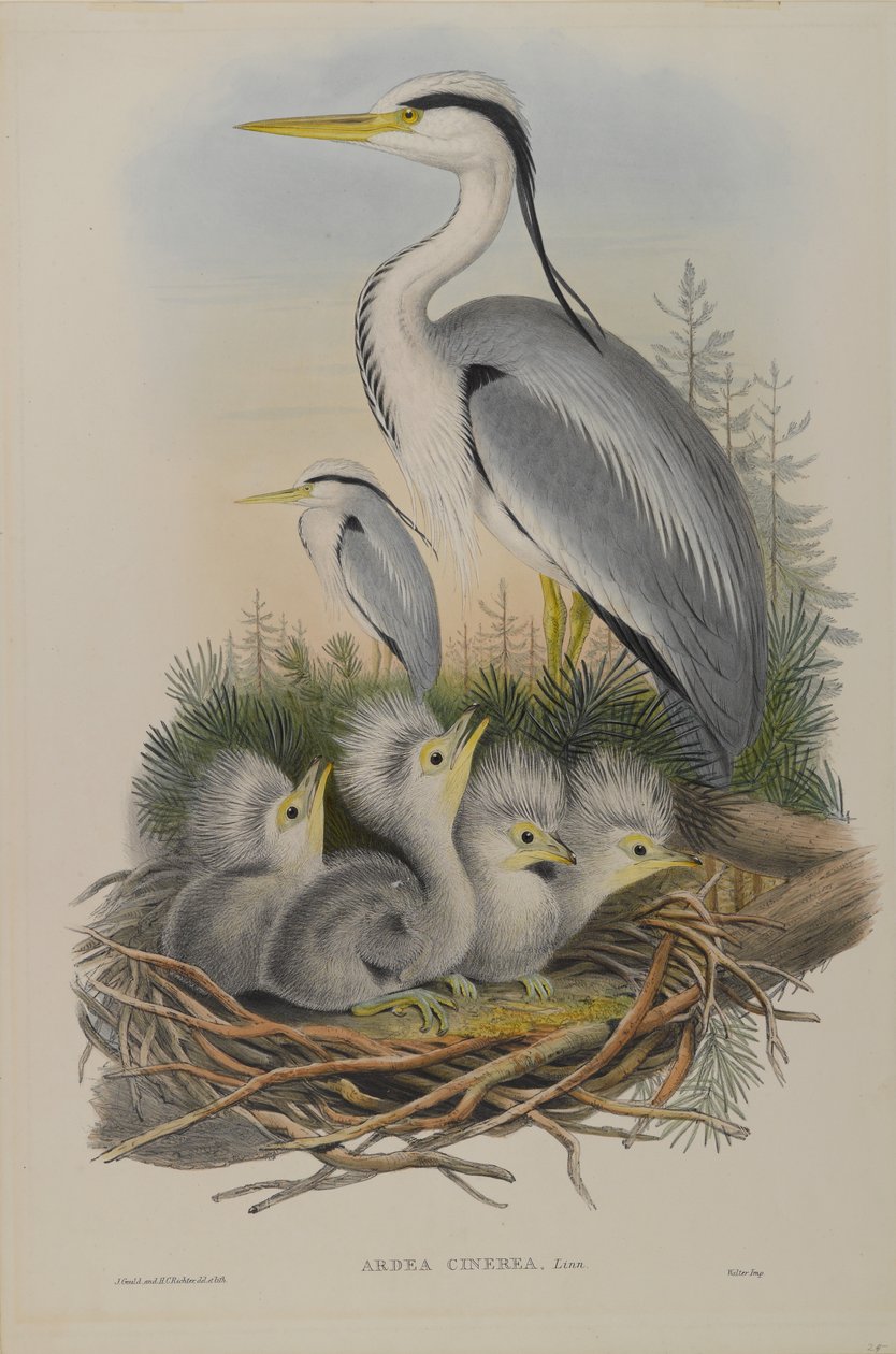 Ardea Cinerea - volavka popelavá od John Gould