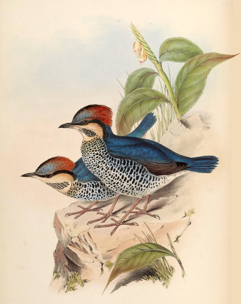 Modrá Pitta Pitta cyanea Blyth od John Gould