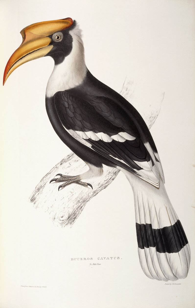 Buceros Cavatus od John Gould