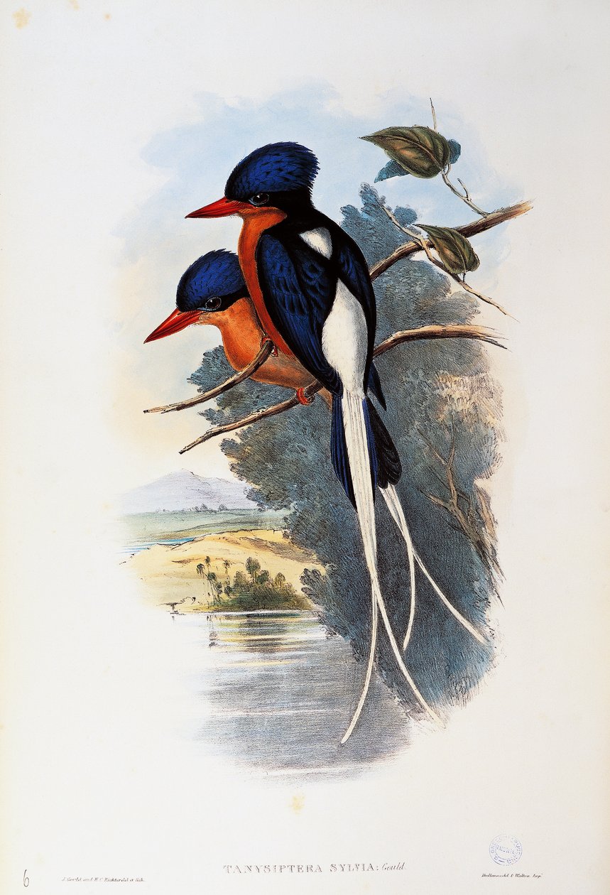 Ledňáček rajský (Tanysiptera sylvia) od John Gould