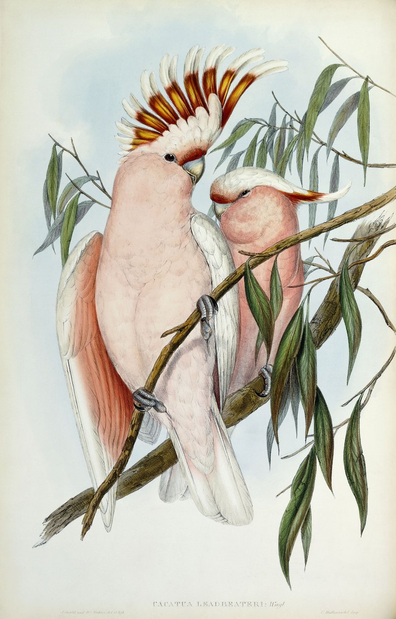 Kakadu olovnatý, 1848-1869 od John Gould