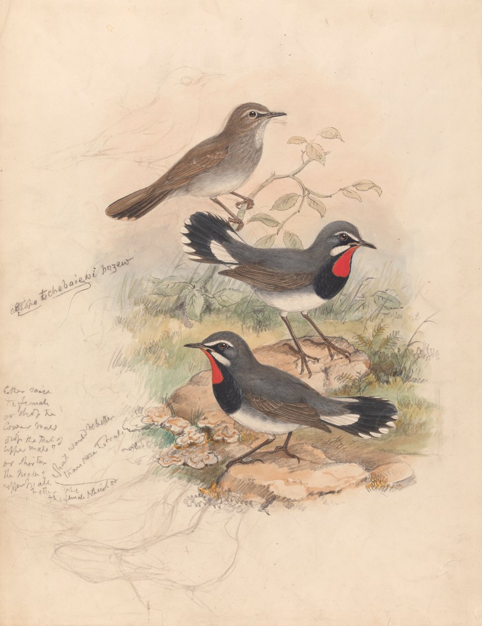 Calliope Tschebaiewi, Prjev. od John Gould