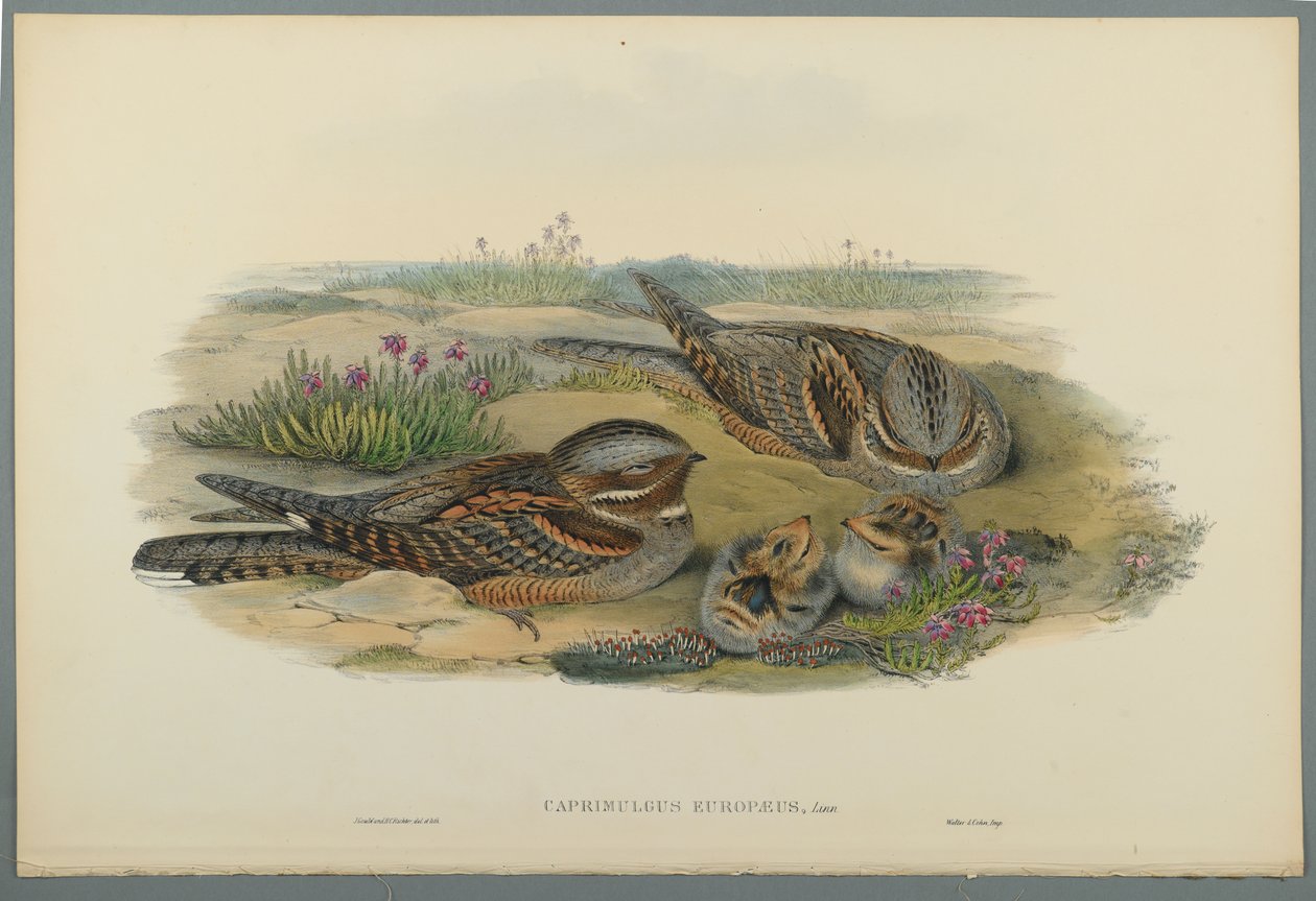 Caprimulgus Europaeus (barevné litho na tkaném papíře) od John Gould