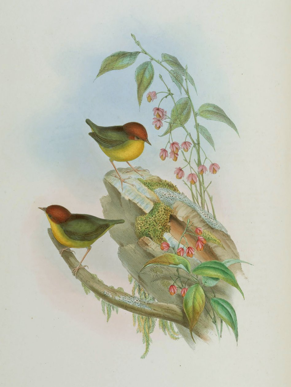 Cettia castaneocoronata od John Gould