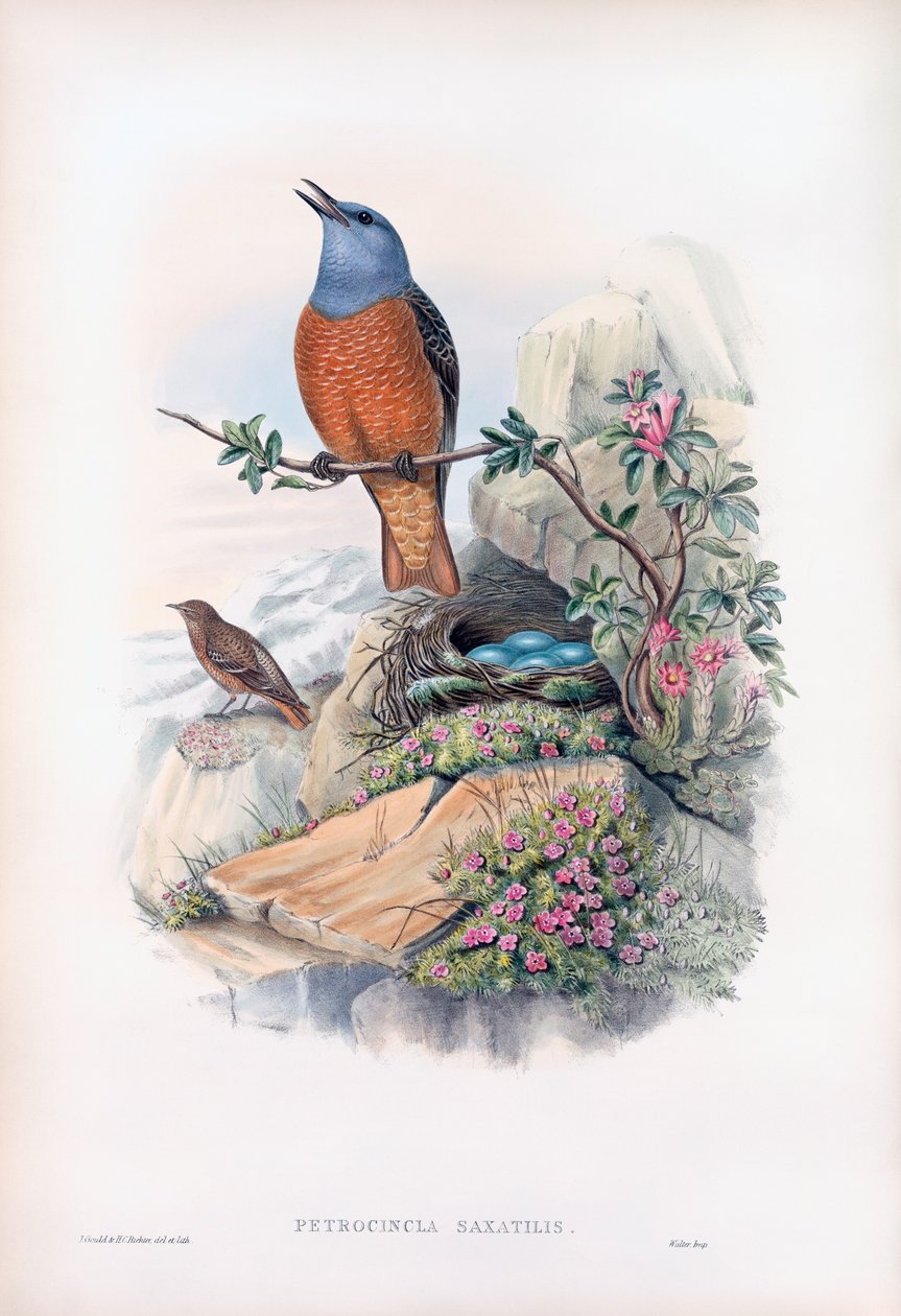 Drozd skalní od John Gould