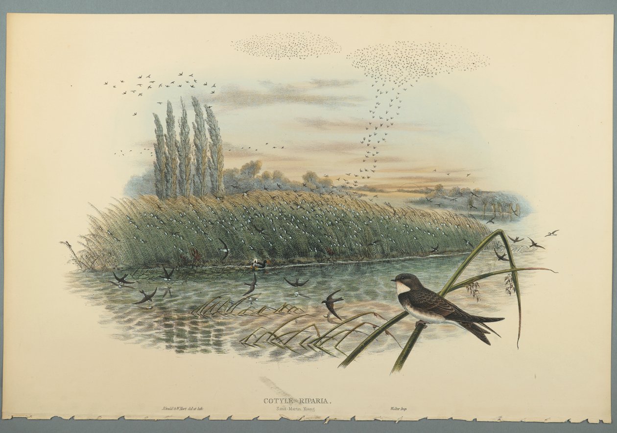 Cotyle Riparia (barevné litho na tkaném papíře) od John Gould