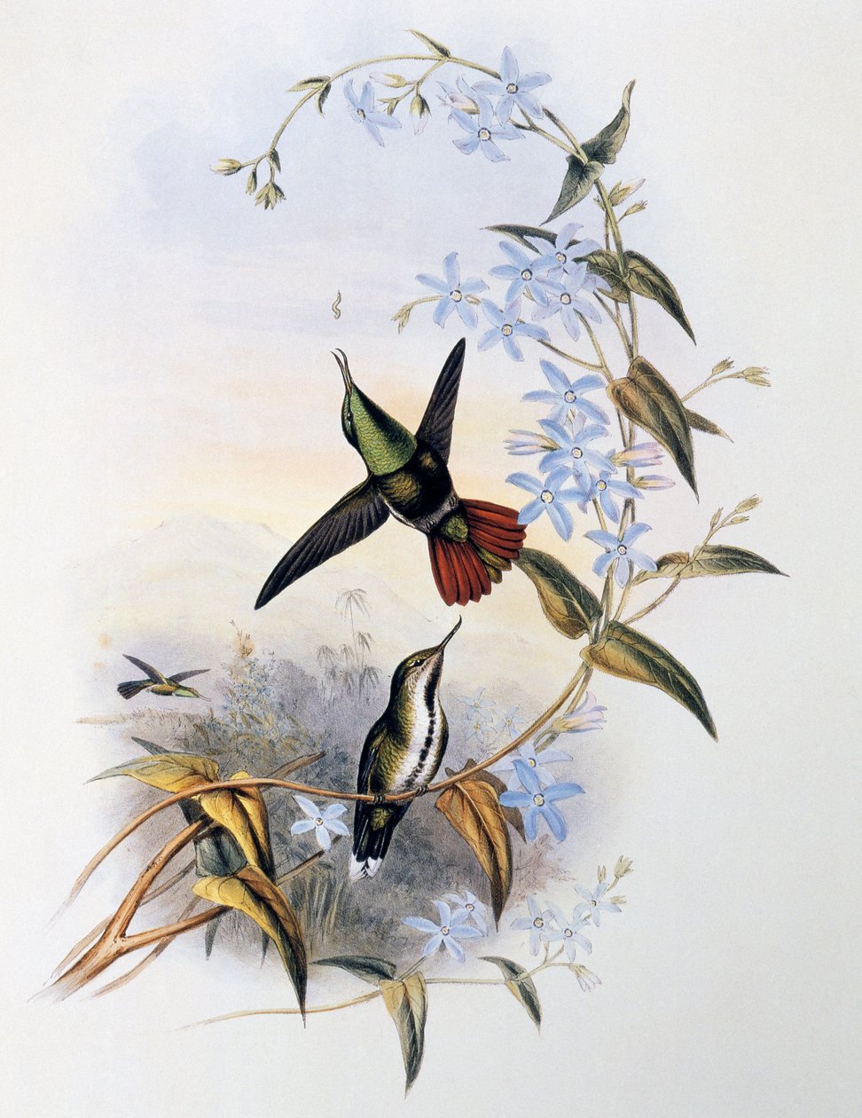 šídlo ohnivoocasé (Avocettula recurvirostris) od John Gould