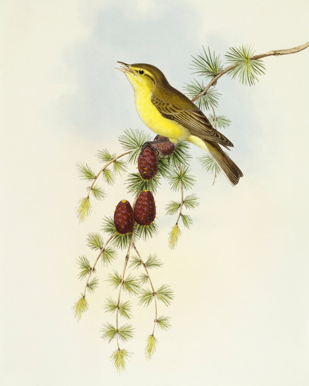 Mucholapka (Ficedula hypolaris), rytina John Gould od John Gould