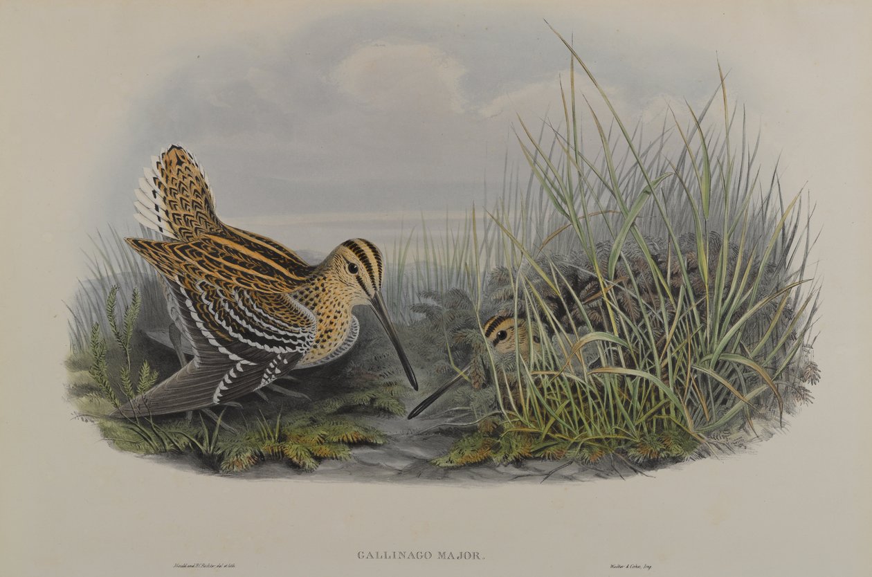 Gallinago Major – sluka velká od John Gould