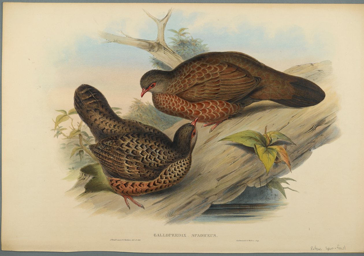 Galloperdix Spadiceus (barevné litho na tkaném papíře) od John Gould