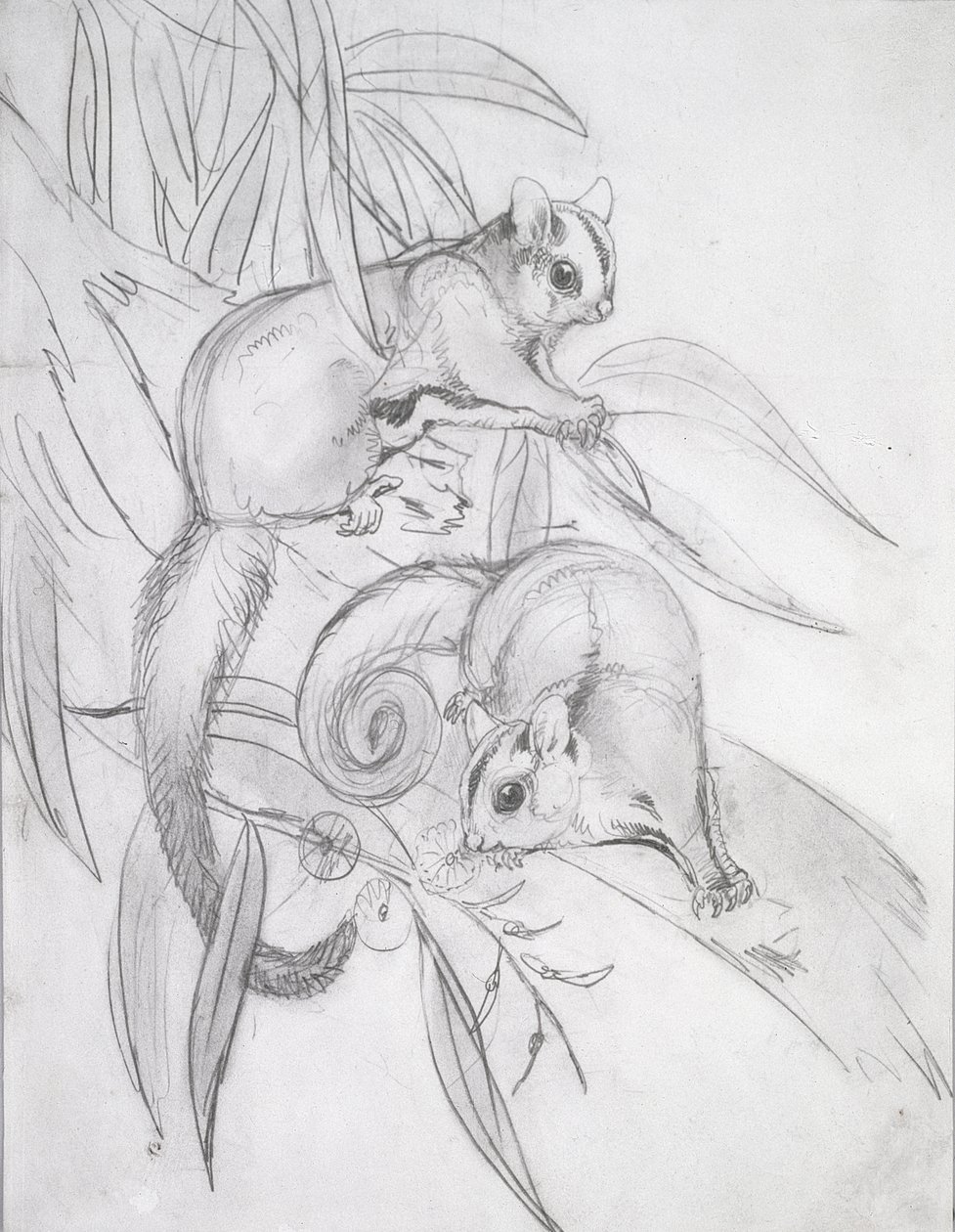 Plovoucí vačice (tužka) od John Gould