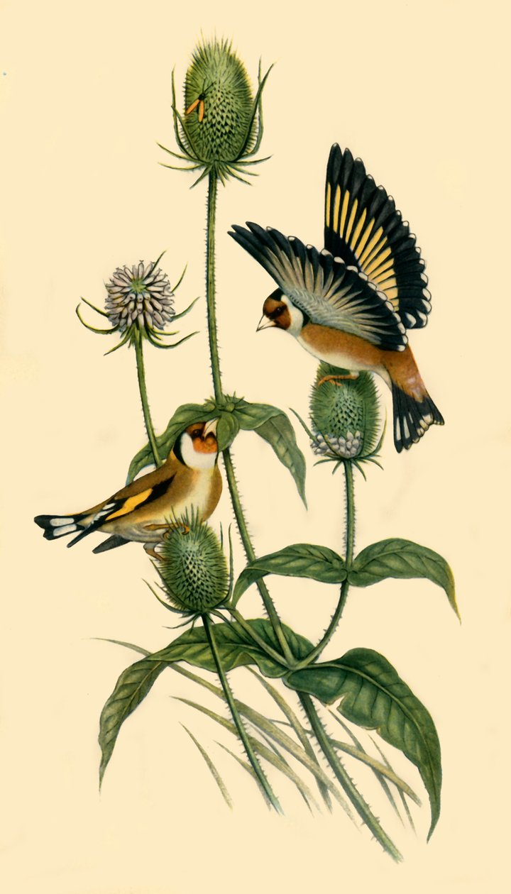 "Goldfinches", 1863, 1942. od John Gould