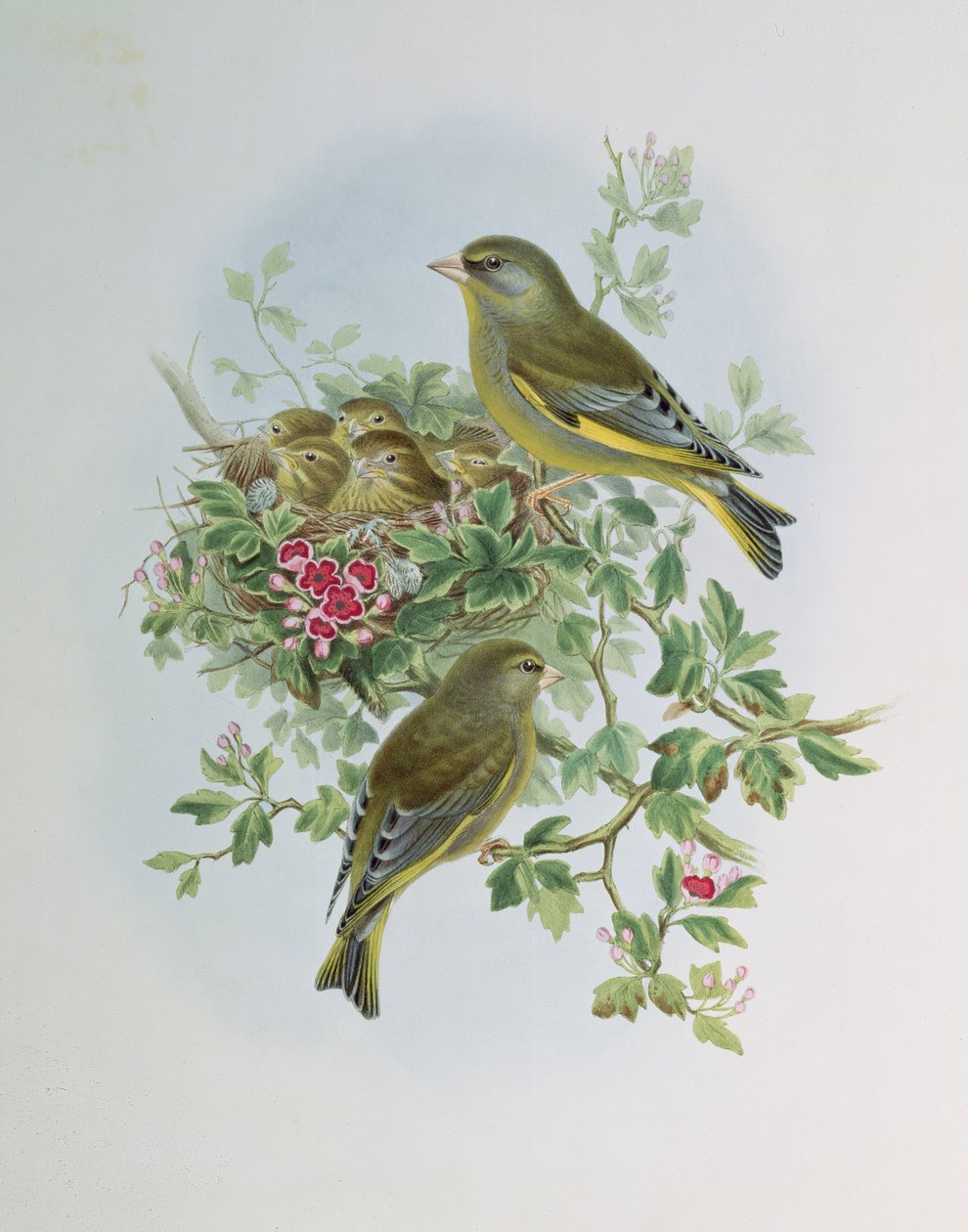 Zeleník zelený od John Gould