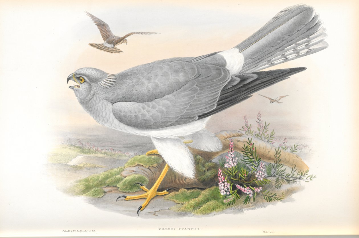 Ilustrace motáka pochopa (Circus Cyaneus) od John Gould