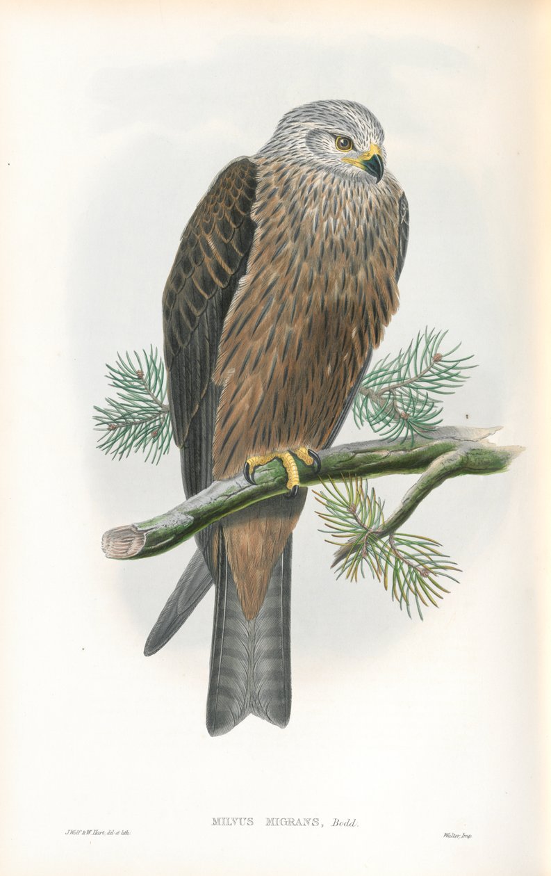 Ilustrace Milvus Migrans (Černý drak) od John Gould