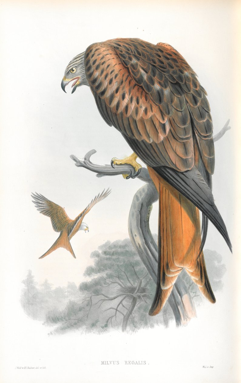 Ilustrace Milvus Regalis (Kite; Glead) od John Gould