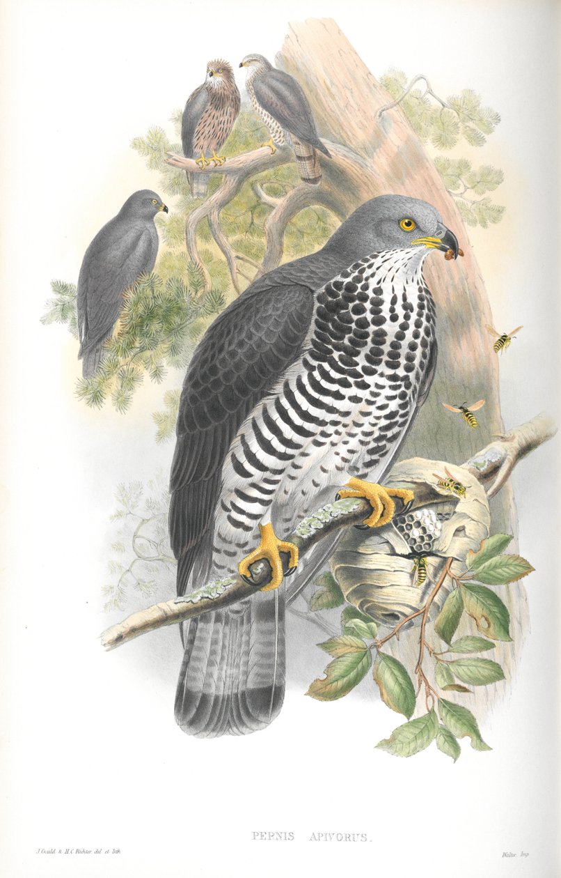 Ilustrace Pernis Apivorus (medojed) od John Gould
