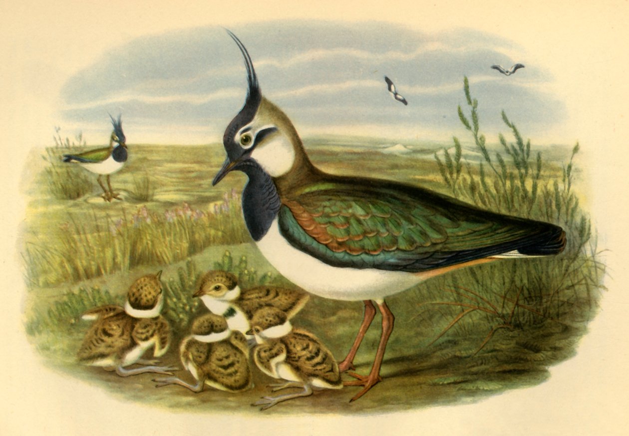 "Čejka a mládě", 1865, 1942. od John Gould