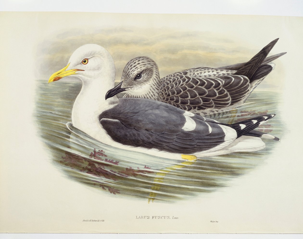 Racek menší (Larus fuscus), ilustrace od John Gould