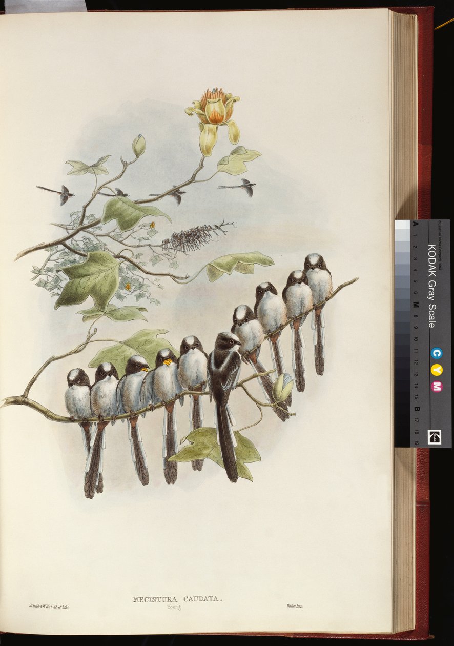 Sýkora dlouhoocasá od John Gould