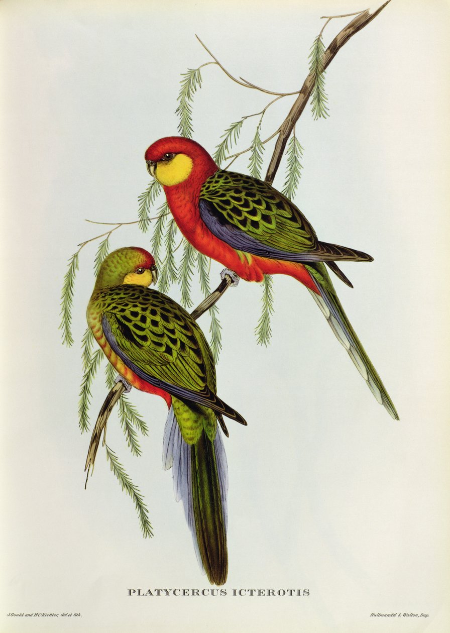 Platycercus Icterotis od John Gould
