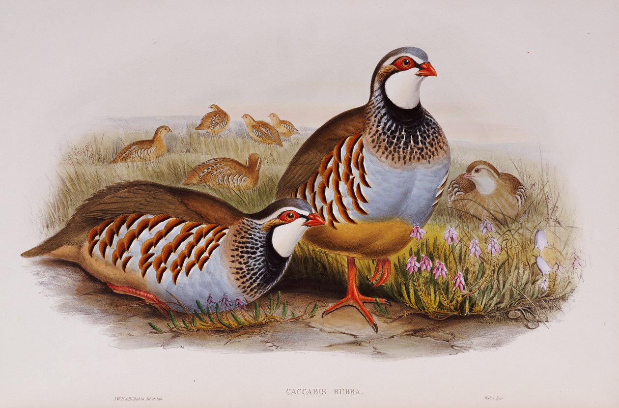 Koroptve rudonohé, 1862-73 od John Gould