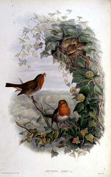 Červenka od John Gould