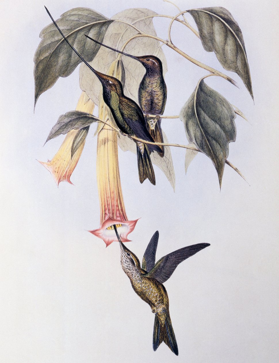 Kolibřík mečozobý (Docimastes ensiferus) od John Gould