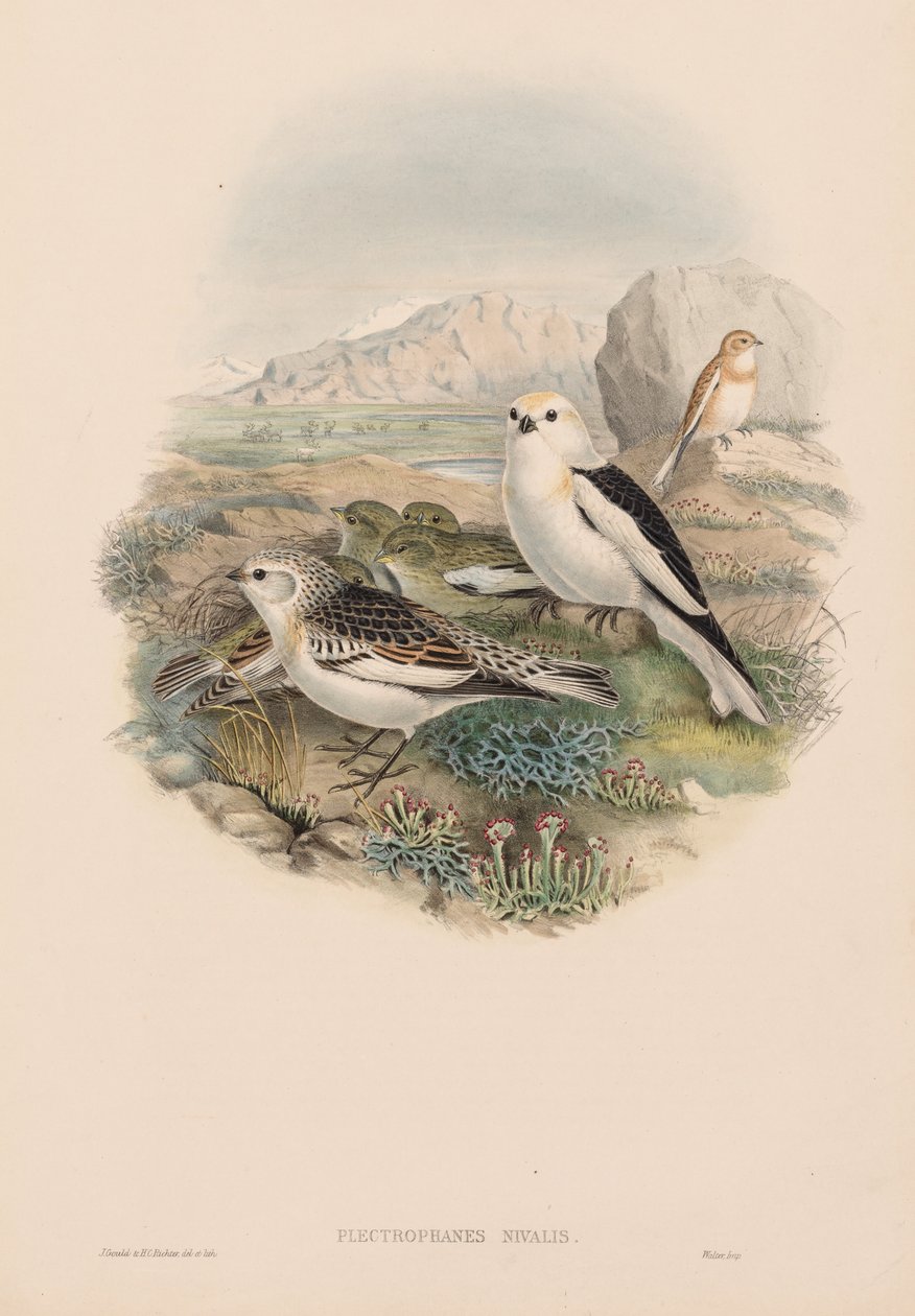 Ptáci Velké Británie: Plestrophanes nivalis. od John Gould