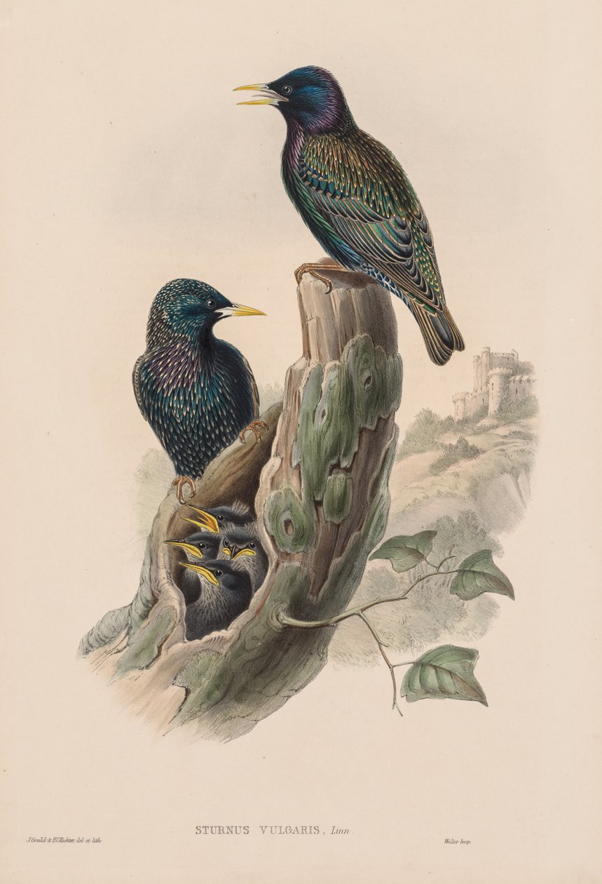Ptáci Velké Británie: Sturnur vulgaris. od John Gould