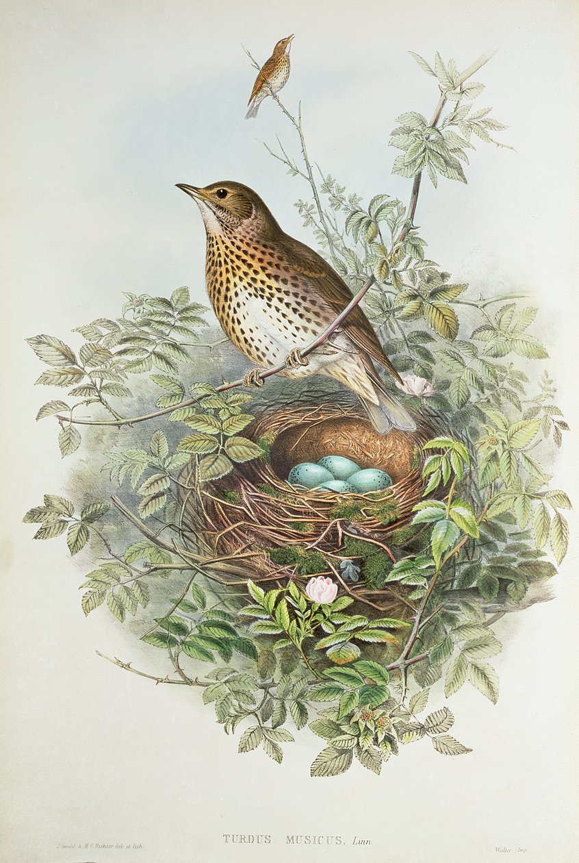 Drozd s hnízdem (barva litho) od John Gould