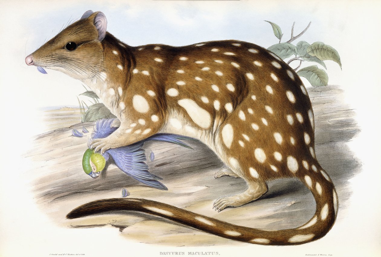 Tygr Quoll od John Gould