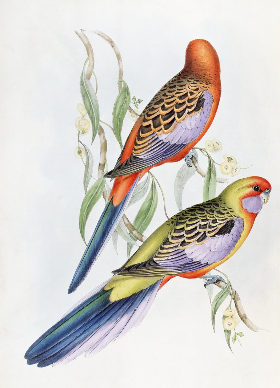 Neznámý obrázek od John Gould