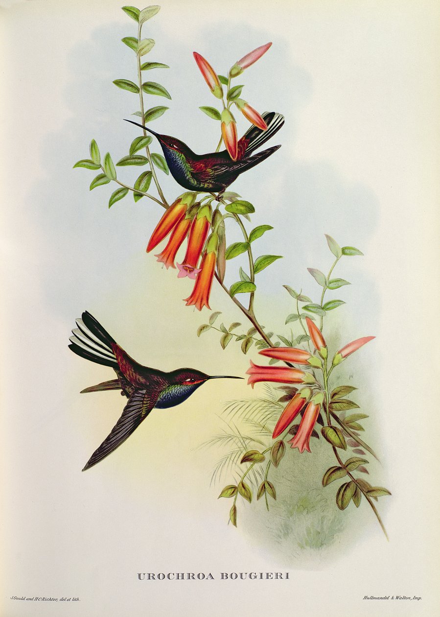 Urochroa Bougieri od John Gould