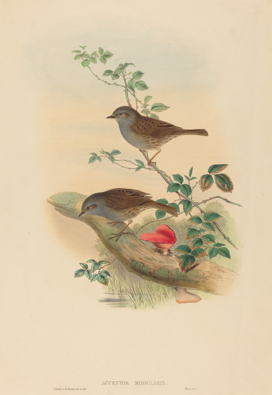 Accentor modularis (Dunnock) od John Gould and H.C. Richter