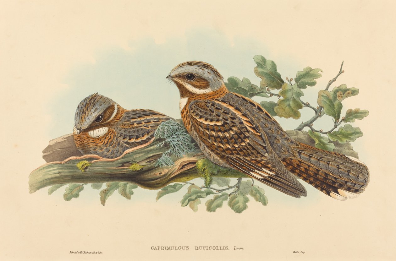 Caprimulgus Ruficolli od John Gould and H.C. Richter