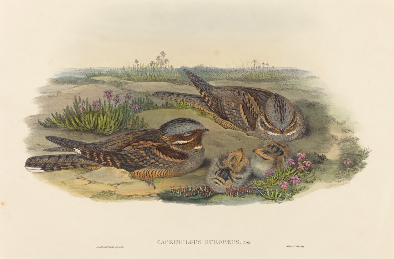 Caprimulgus europaeus (Nightjar) od John Gould and H.C. Richter