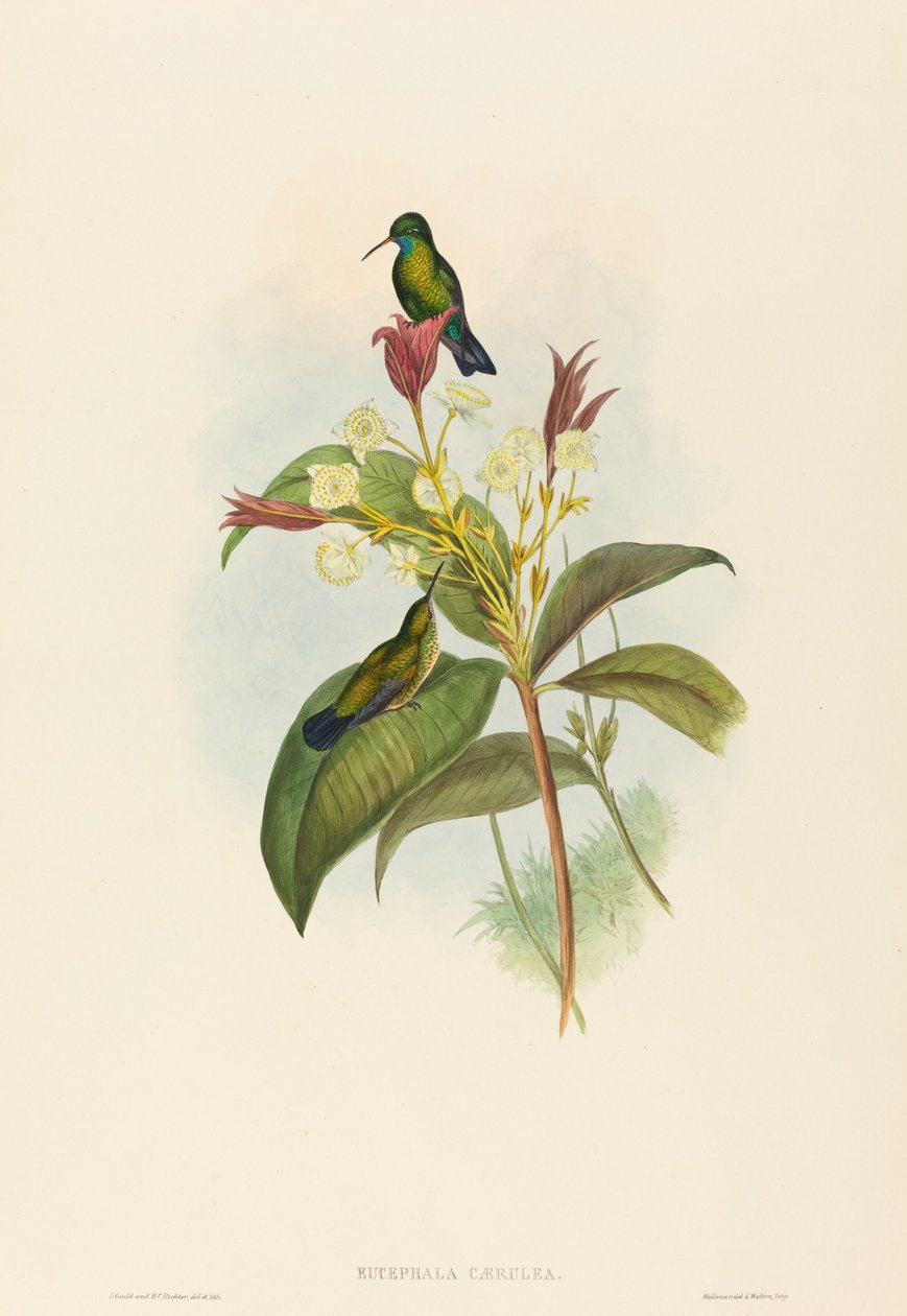 Safír s modrou bradou od John Gould and H.C. Richter