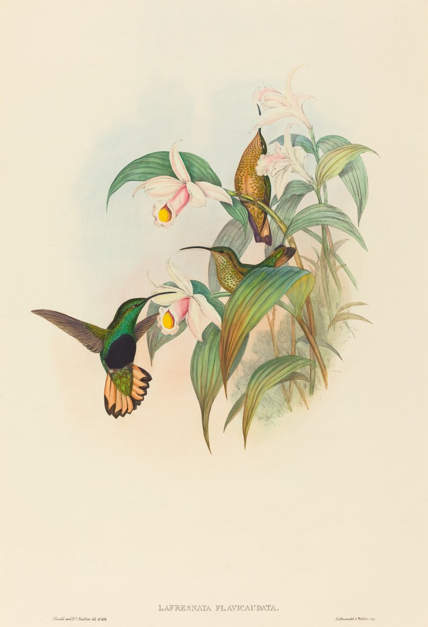 Lafresnaya flavicaudata (sametová ňadra) od John Gould and H.C. Richter