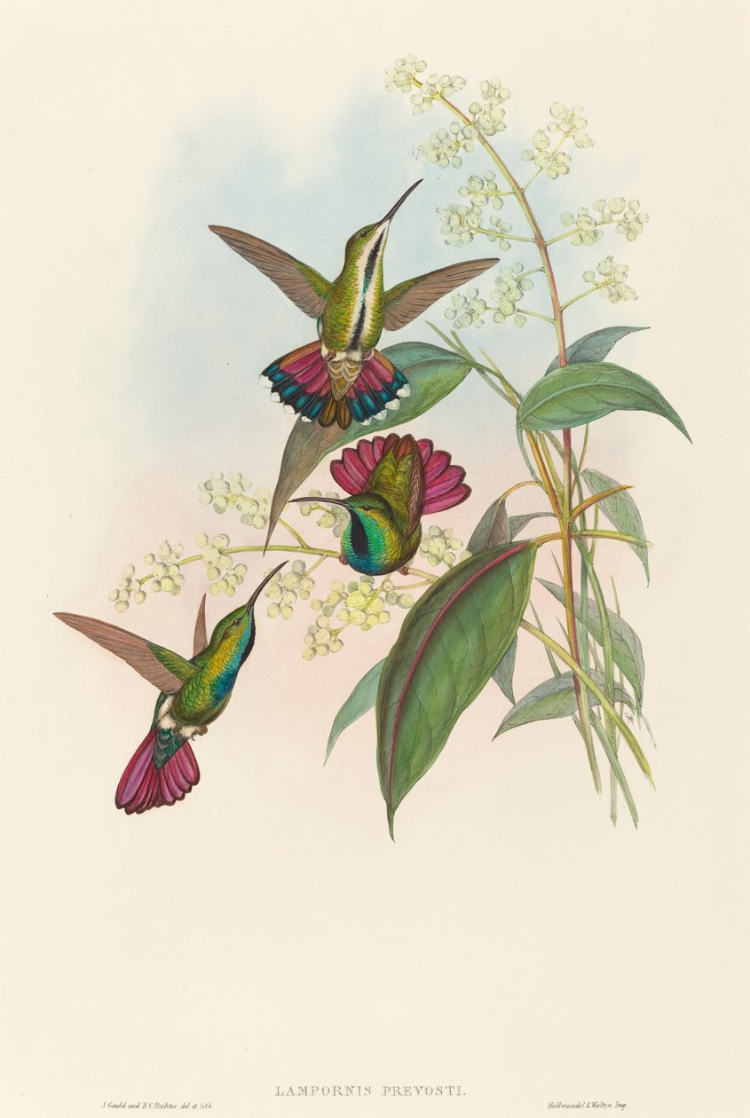 Lampornis probošt od John Gould and H.C. Richter