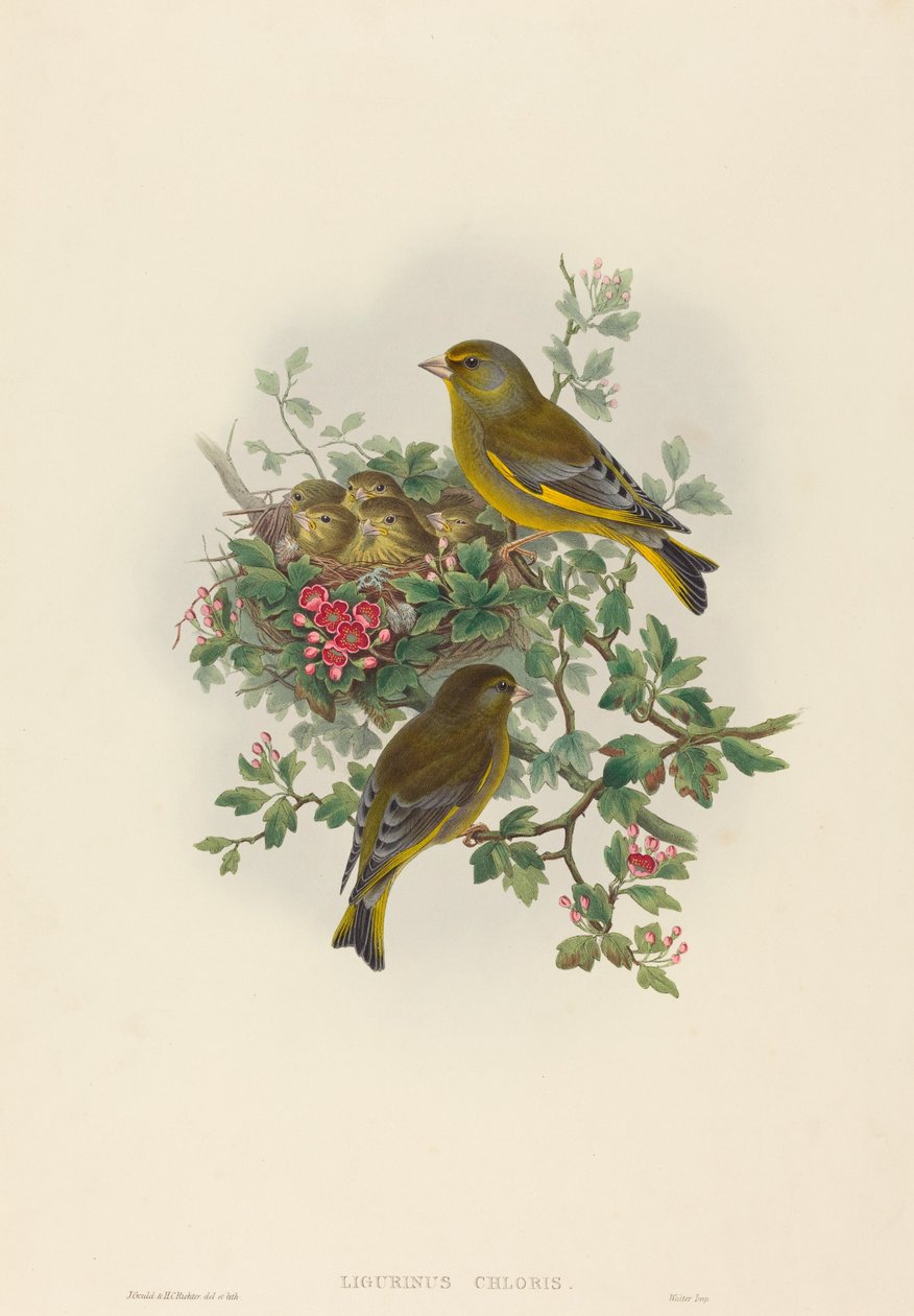Ligurinus chloris (zelenák zelený) od John Gould and H.C. Richter