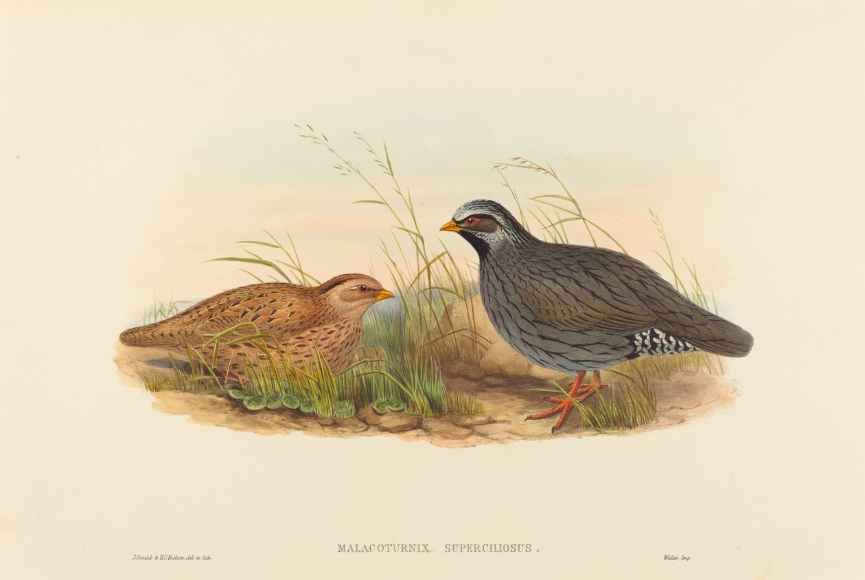 Malacoturnix superciliosus (křepelka horská) od John Gould and H.C. Richter